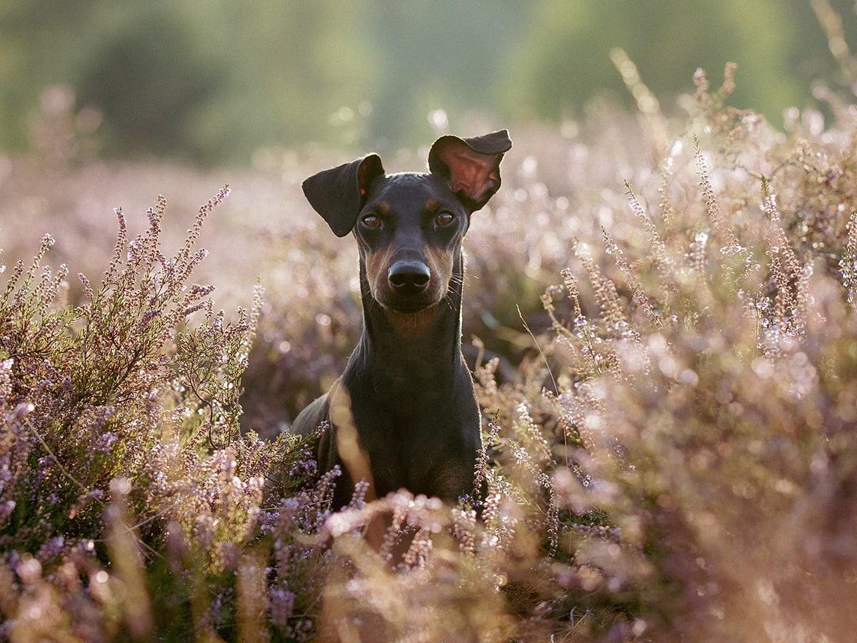 Manchester Terrier