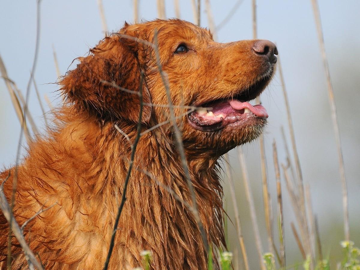 Nova Scotia Duck Tolling Retriever