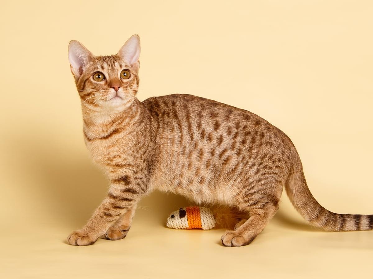 Ocicat