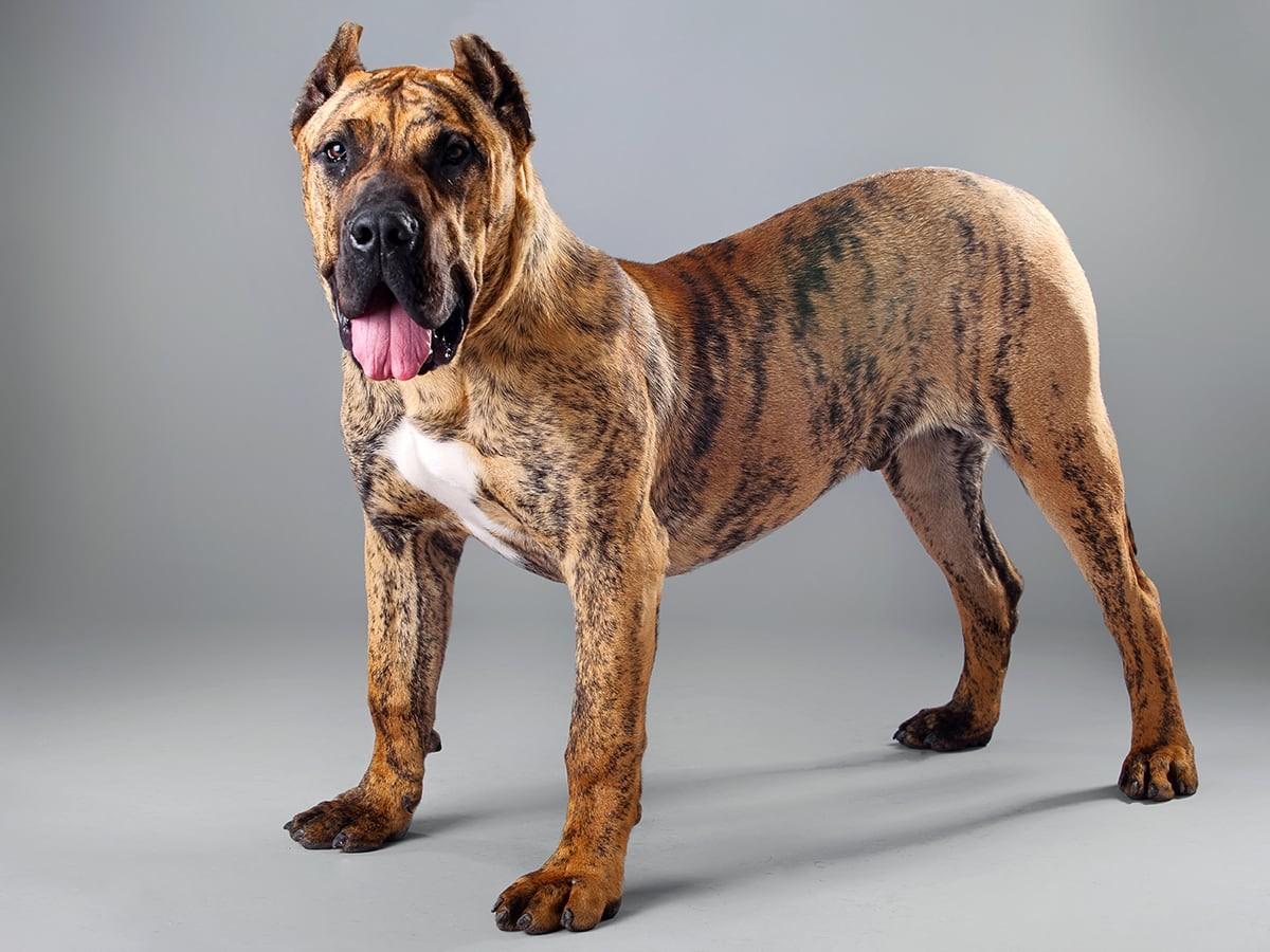 Presa Canario