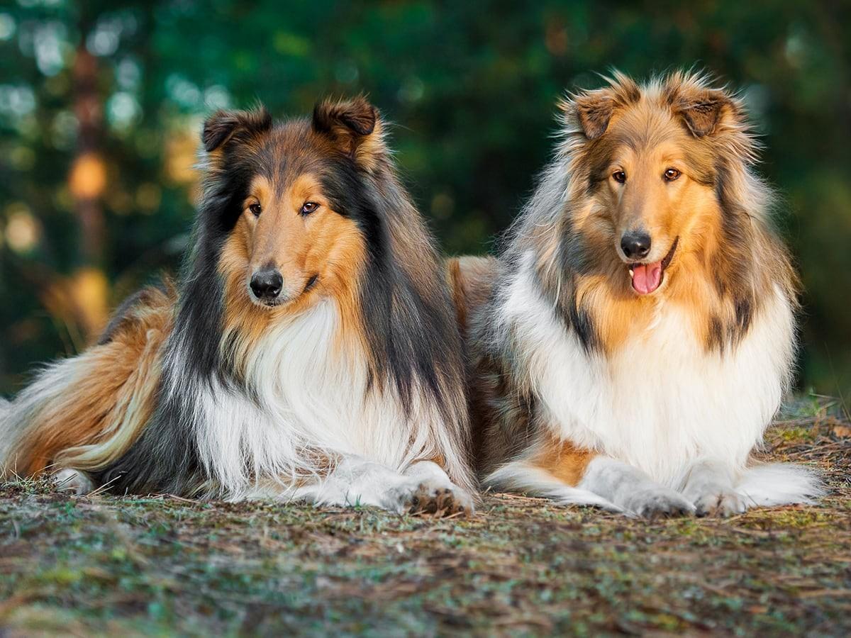 Rough Collie