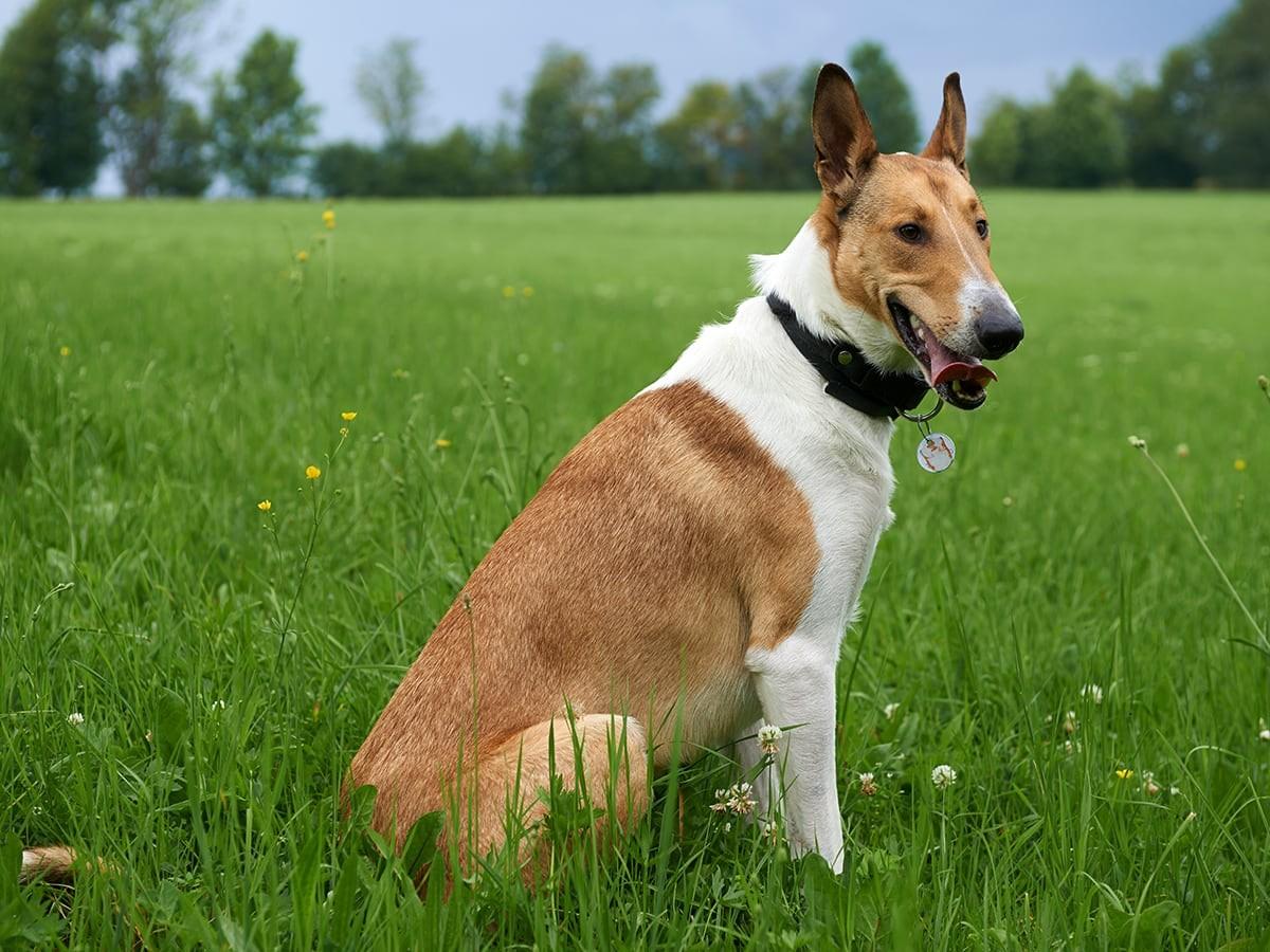 Smooth Collie