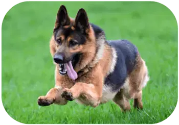 A German Shepherd is running on a grassy field.