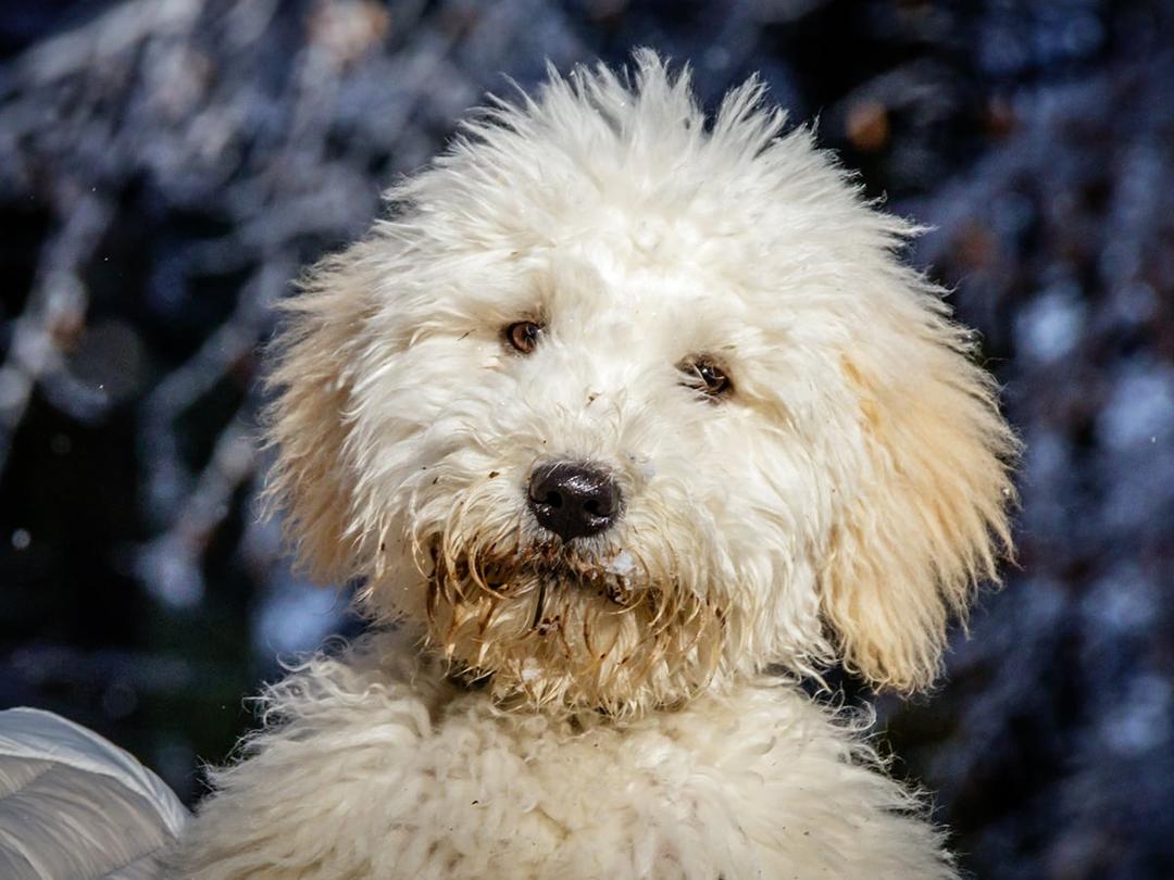 Pyre doodle - Dog Breed Guide | Spot Pet Insurance Canada
