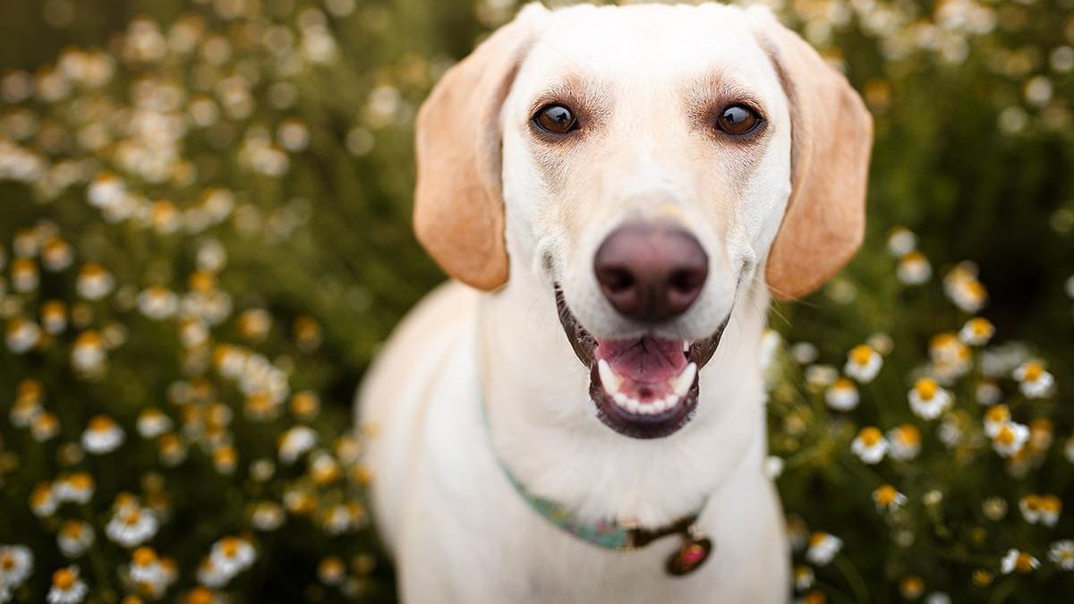 Dog Name Rover 500 Most Popular Boy Dog Names for 2025 | Spot Pet Insurance Canada
