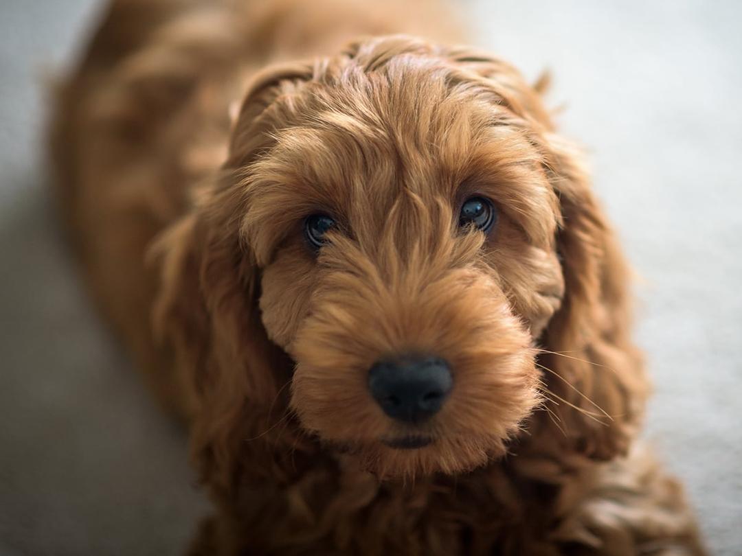 What's the Price of a Cockapoo in 2025? | Spot Pet Insurance Canada