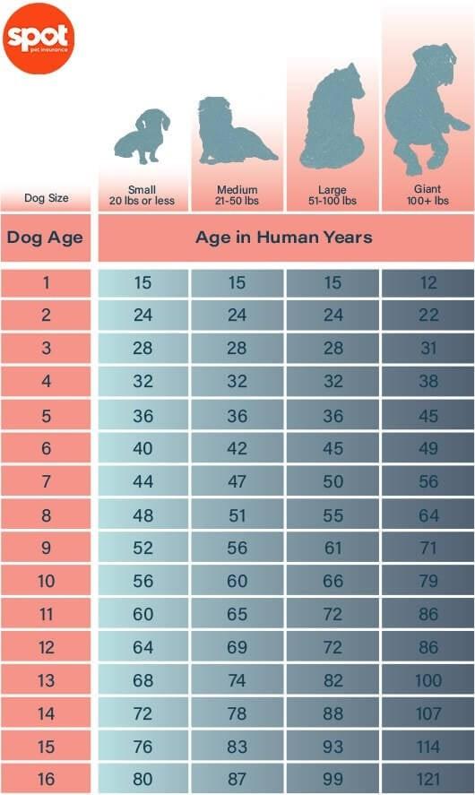 How to Calculate Your Dog's Age