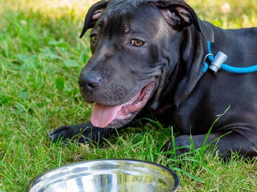 Signs That Your Dog Is Overheated Spot Pet Insurance Canada signs-that-your-dog-is-overheated-spot-pet-insurance-canada