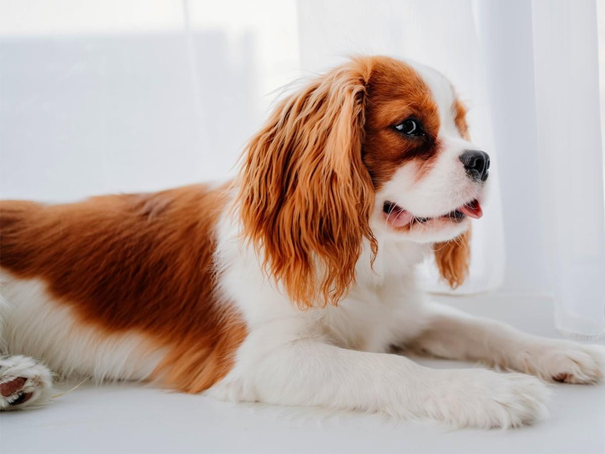 Cavalier - Dog Breed Guide | Spot Pet Insurance Canada