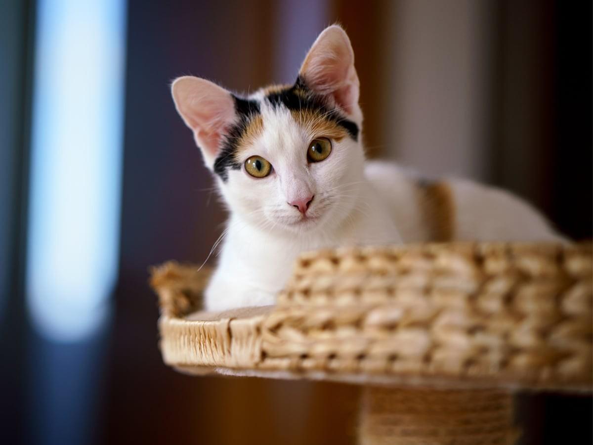 8 House Cat Breeds You Should Consider Spot Pet Insurance Canada 8-house-cat-breeds-you-should-consider-spot-pet-insurance-canada