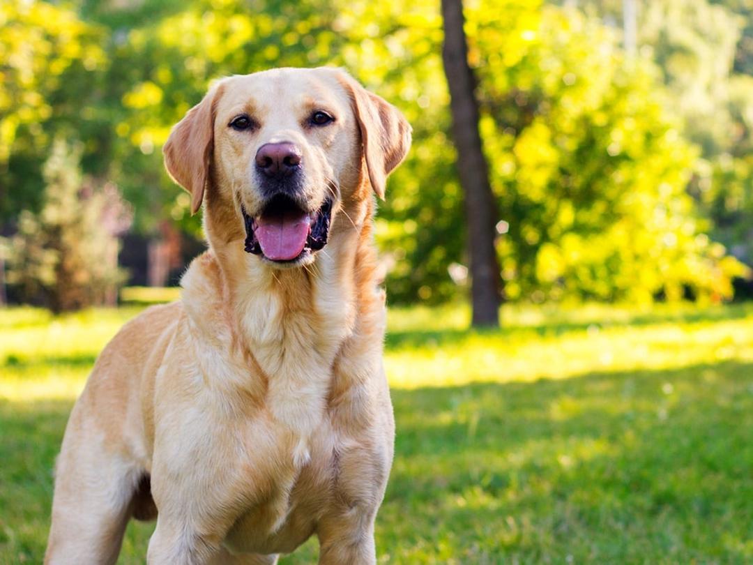 Labrador Retriever - Dog Breed Guide | Spot Pet Insurance Canada