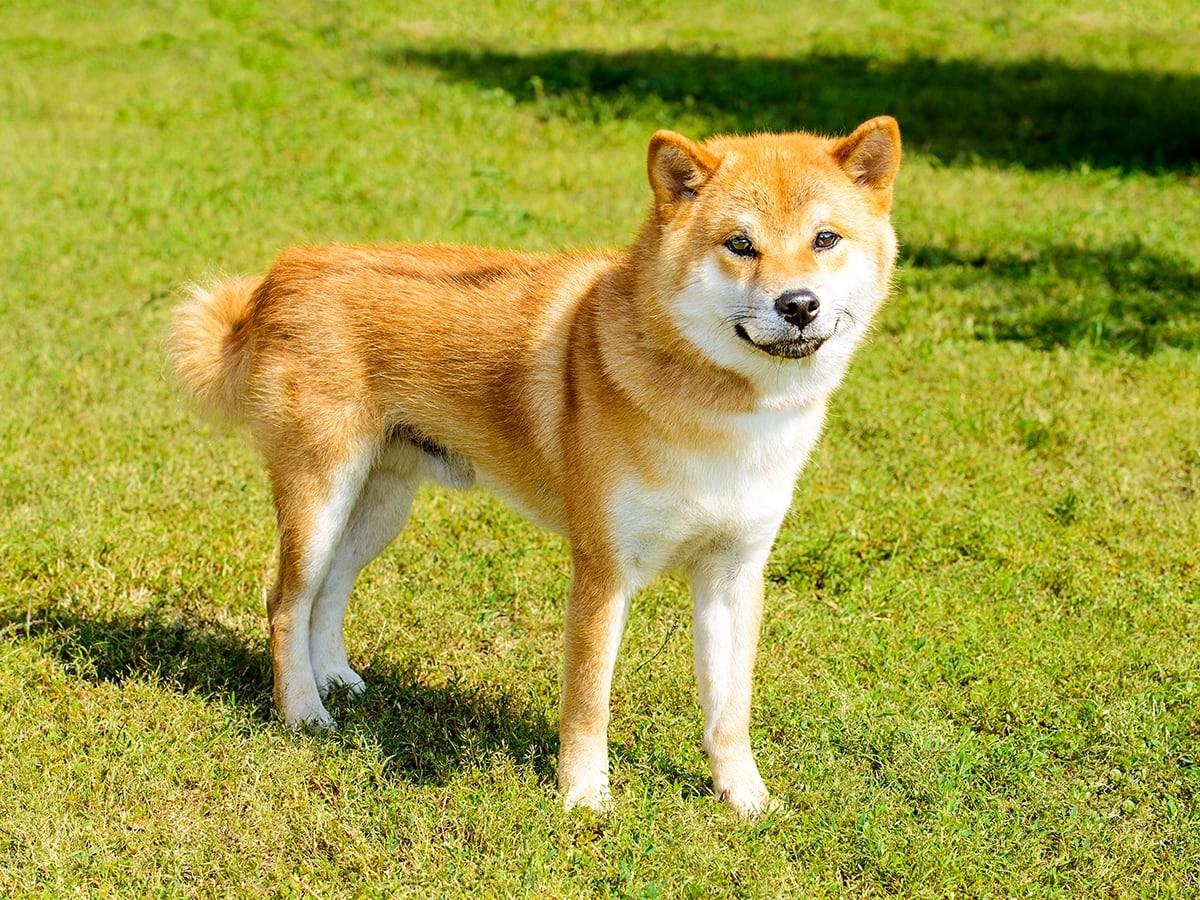 Hokkaido Inu - Dog Breed Guide | Spot Pet Insurance Canada