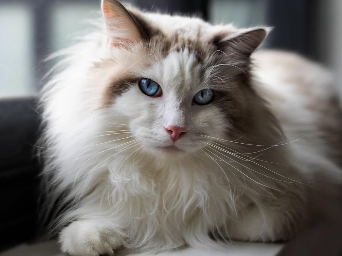 Ragdoll Cat Cat Breed Guide Spot Pet Insurance Canada Ragdoll Cat Cat Breed Guide Spot Pet Insurance Canada