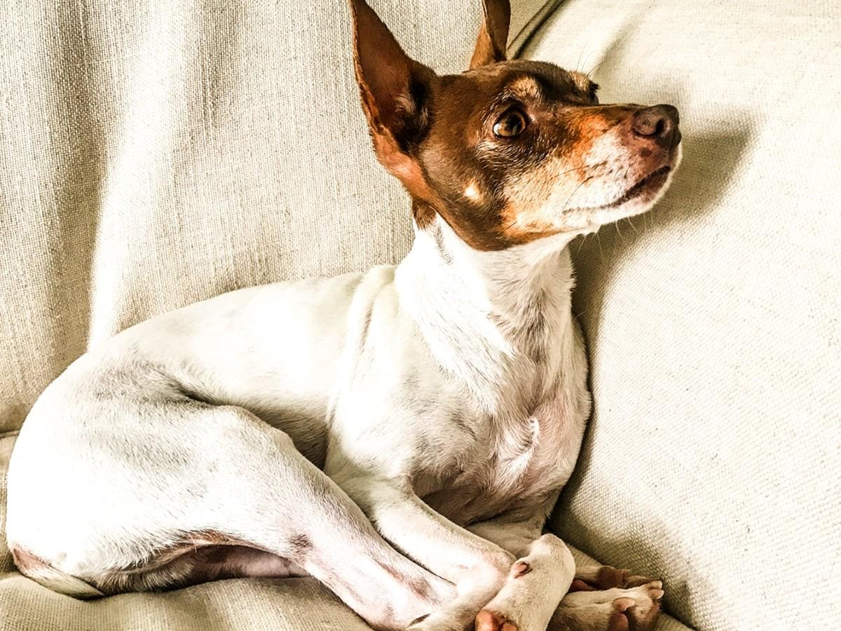 Rat Terrier - Dog Breed Guide | Spot Canada