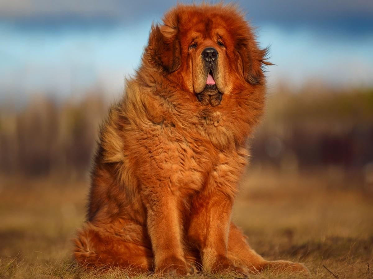 Tibetan Mastiff Dog Breed Guide Spot Pet Insurance Canada Tibetan Mastiff Dog Breed Guide Spot Pet Insurance Canada
