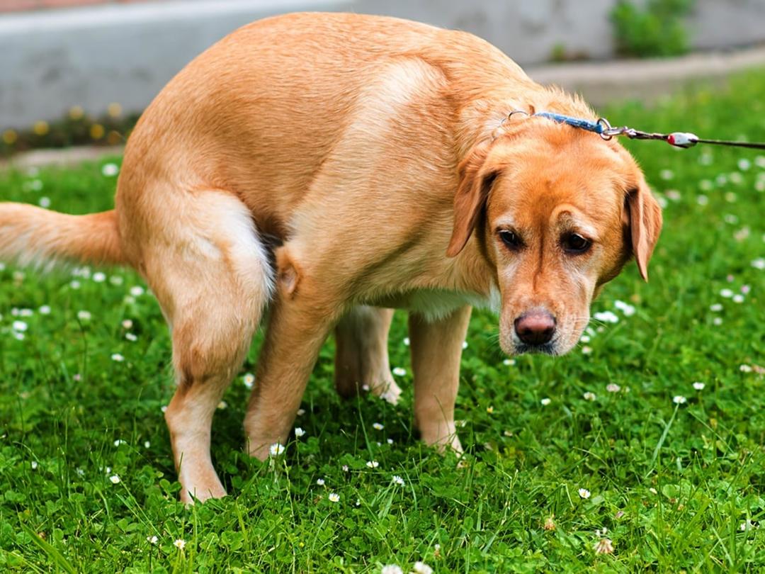 What to Give a Constipated Dog: Remedies, Symptoms & When to Call the ...