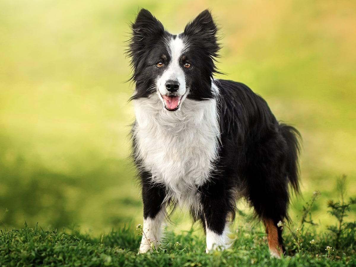 What Breed of Dog was Lassie? | Spot Pet Insurance Canada
