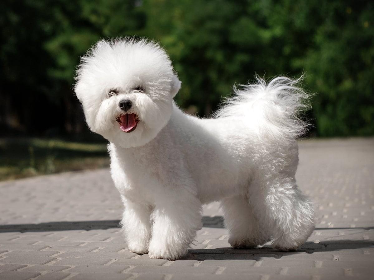 Nonsheading Dogs Top 10 Non Shedding Dog Breeds