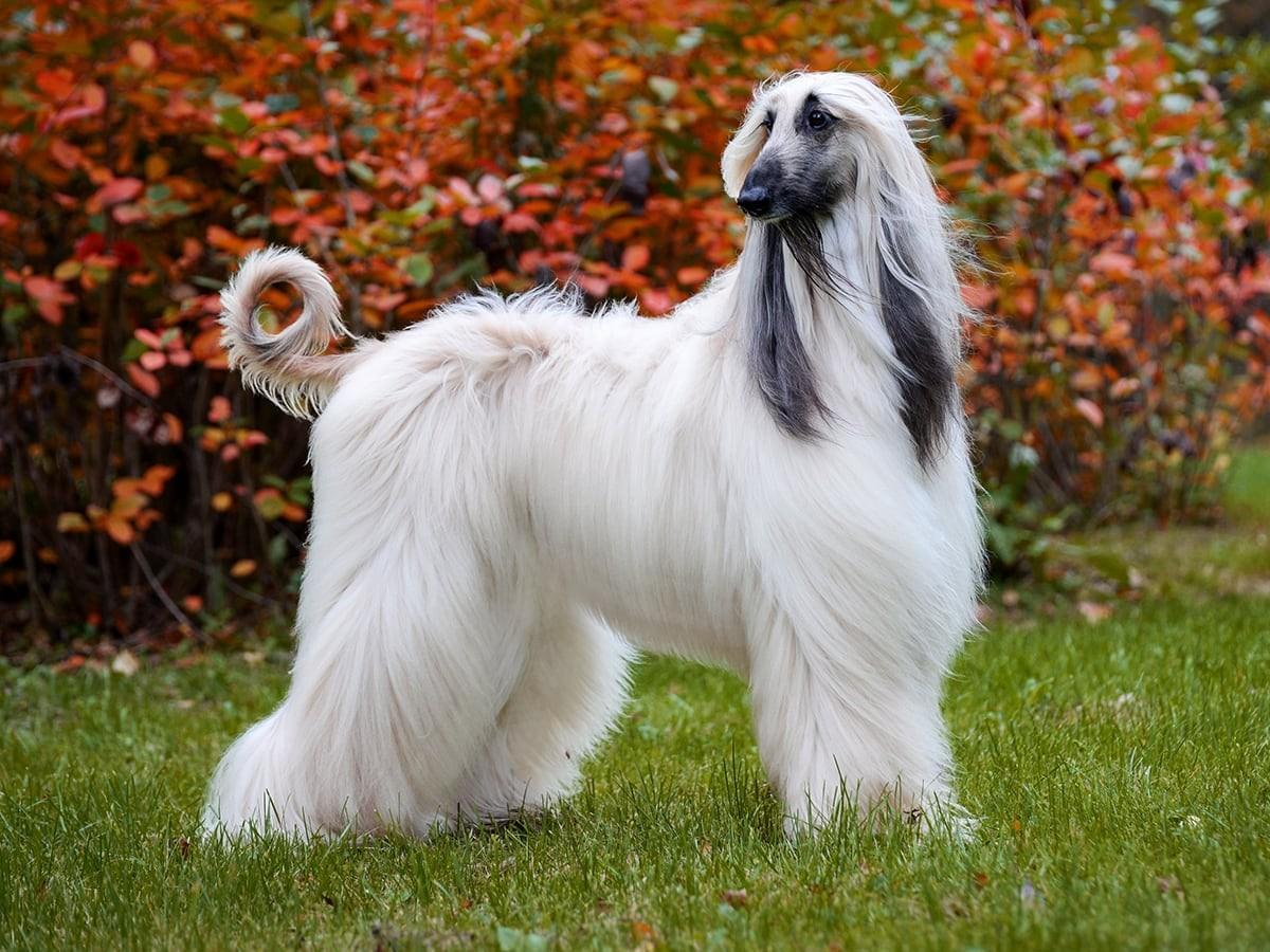 Nonsheading Dogs Top 10 Non Shedding Dog Breeds