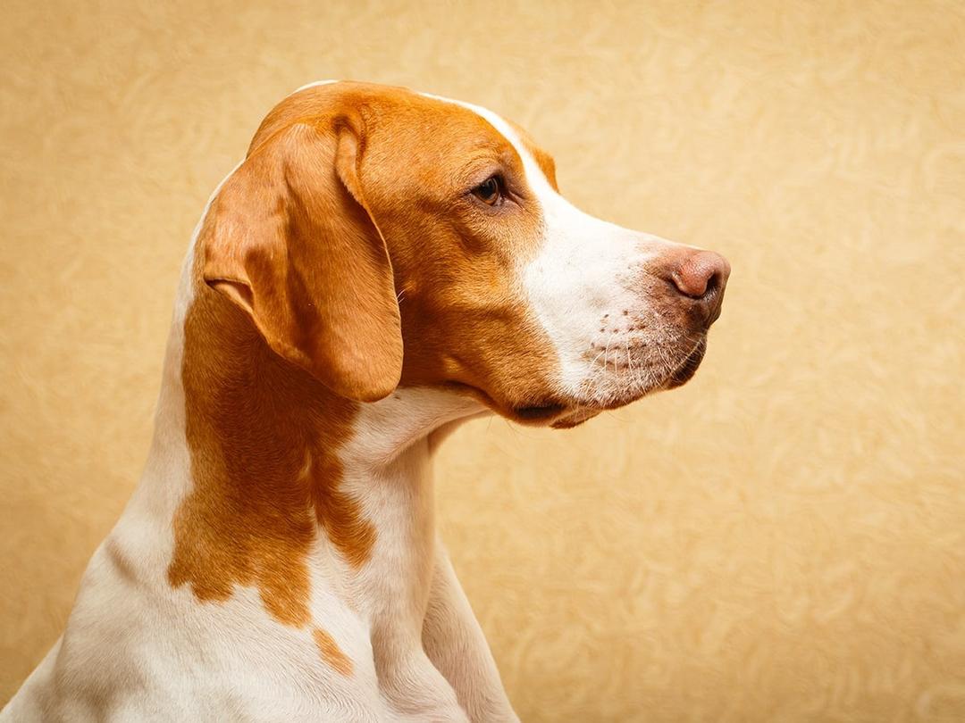 Engelse Pointer English Pointer - Dog Breed Guide | Spot Pet Insurance Canada