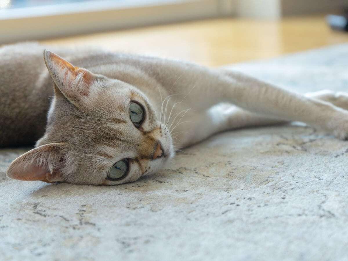 A closer look at Ideal Body Condition For Singapura Cat Breed