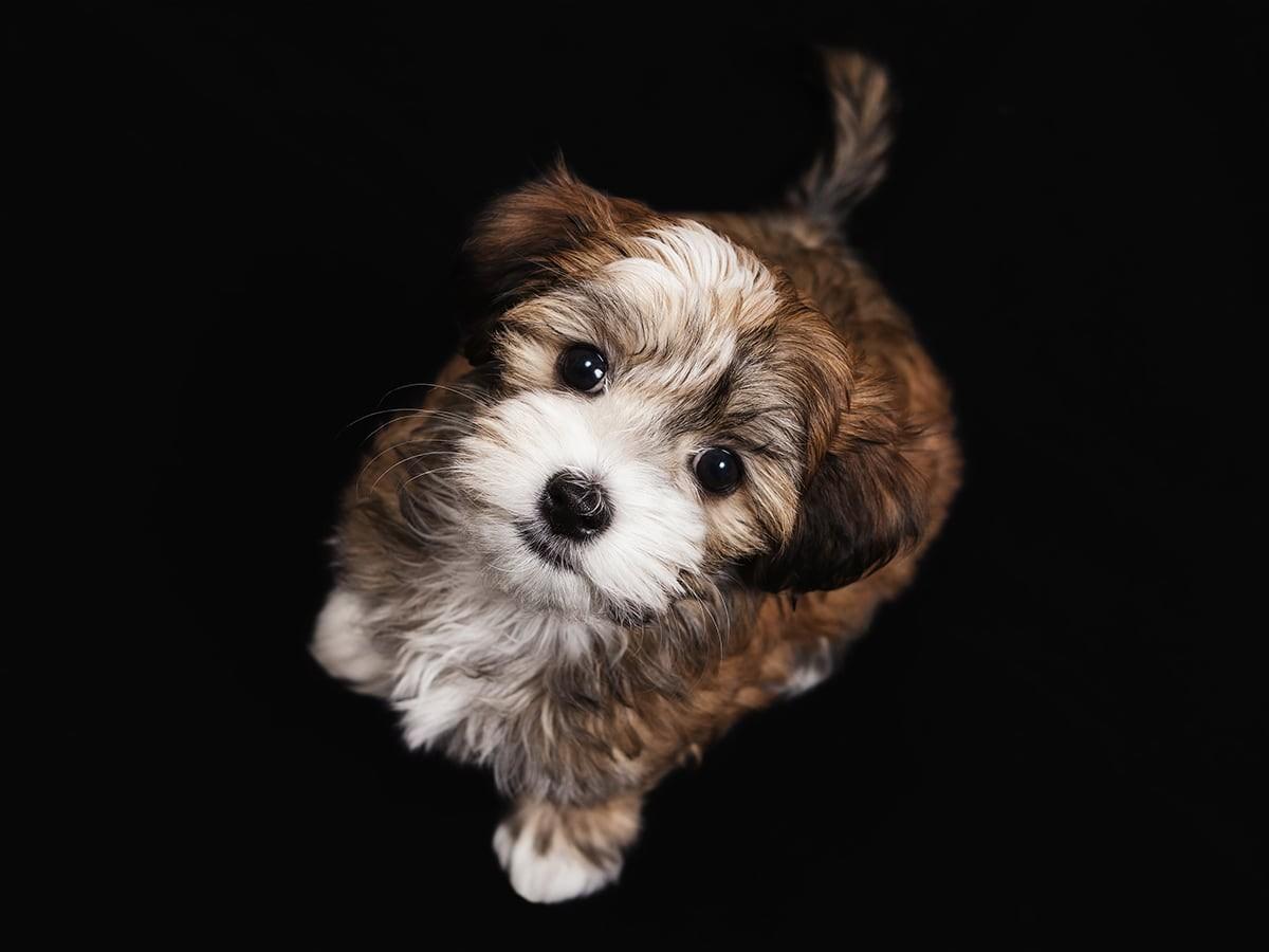 Stunning Small Non Shedding Dog Breeds Under 30 Pounds image
